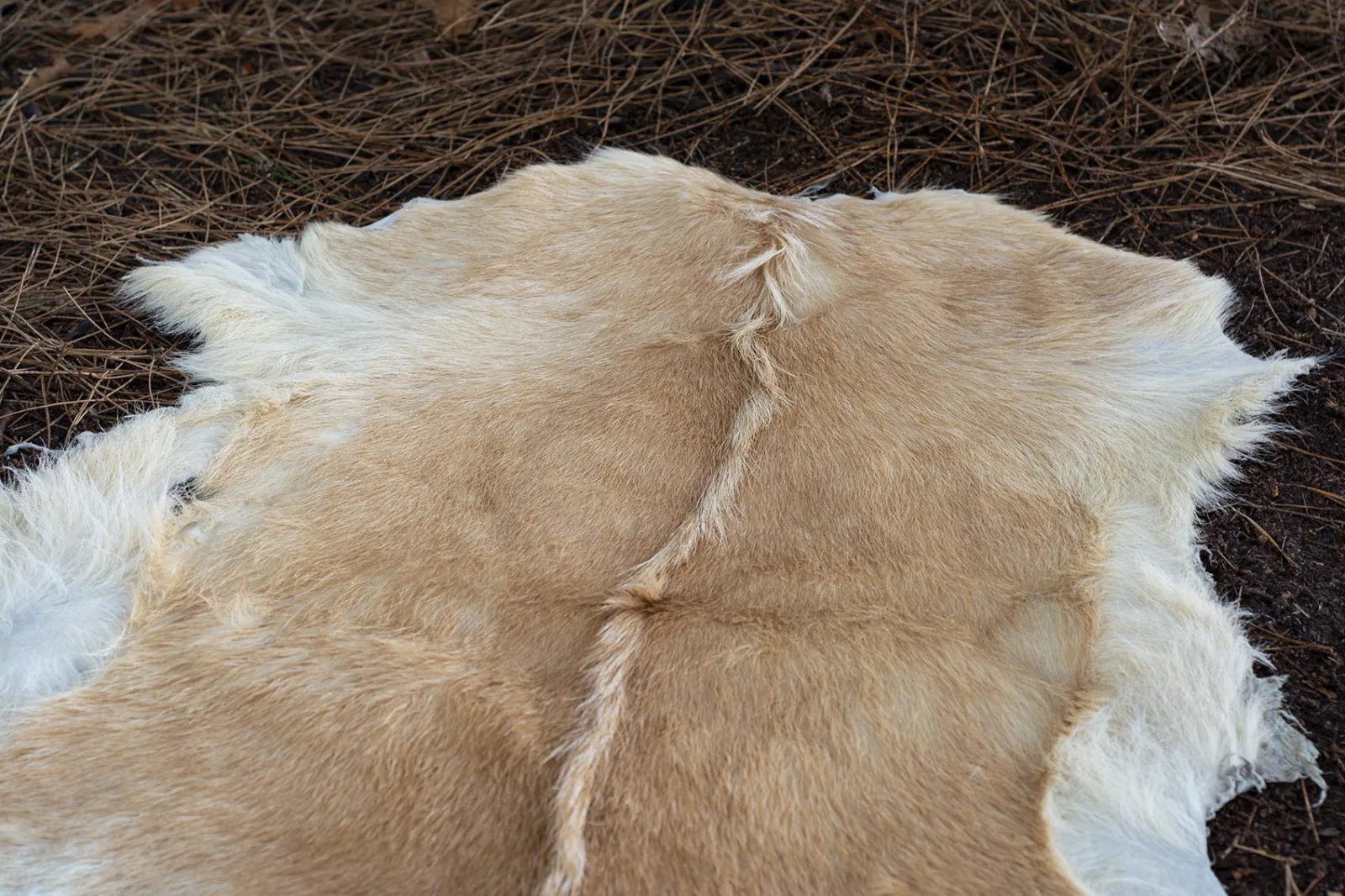 Goat Hide